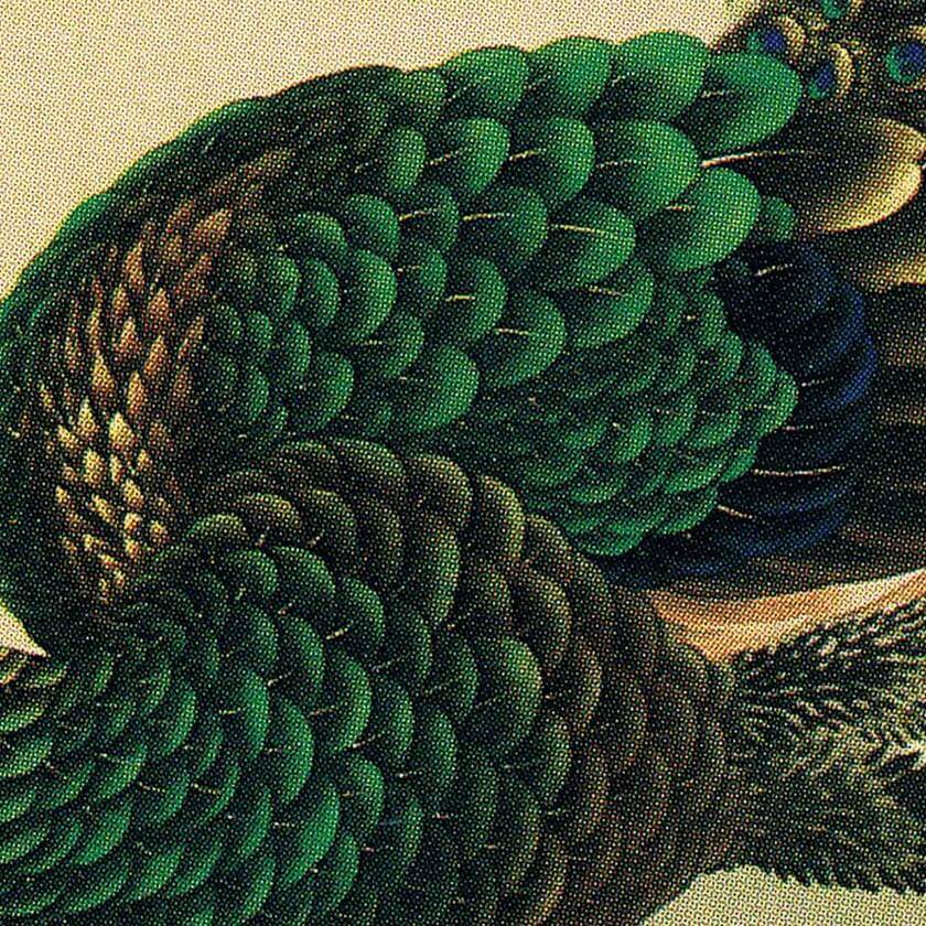 "Botan-Kujaku-zu Peacocks with Peonies Painting" by Okamoto Shūki