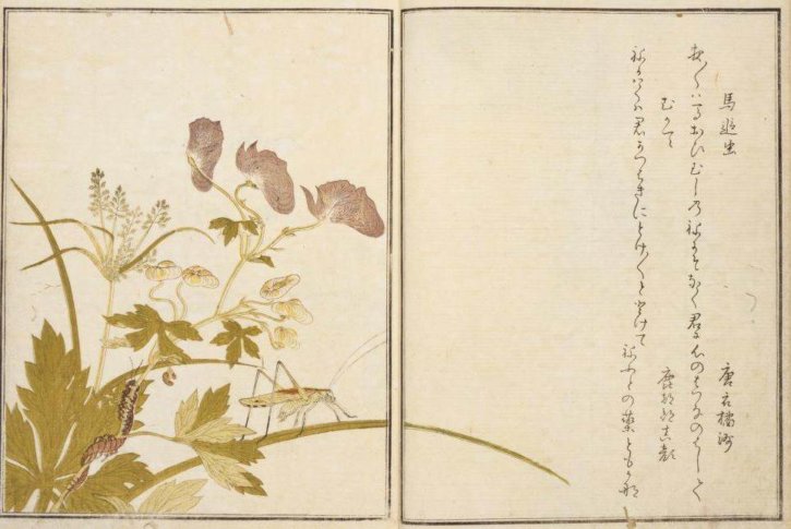 Ehon Mushierami by Kitagawa Utamaro